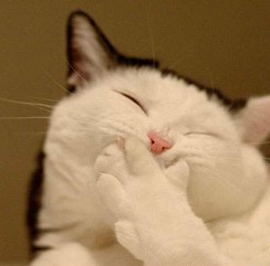 42398e414390913d73edf96e53ed470c